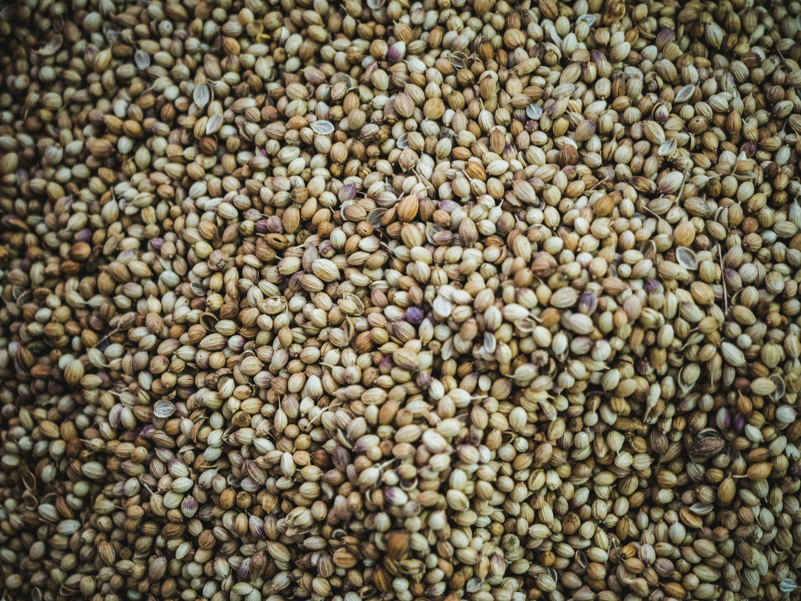 Coriander Seeds